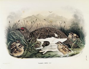Illustratie uit Eugenio Bettoni