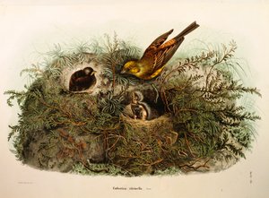 Illustratie uit Eugenio Bettoni