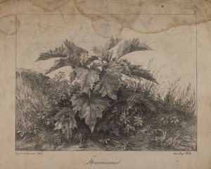 Stramonium