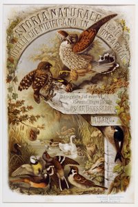 Frontispice uit Natuurlijke geschiedenis van vogels die nestelen in Lombardije (Chromolithografie) door Eugenio and Dressler Oscar  Bettoni