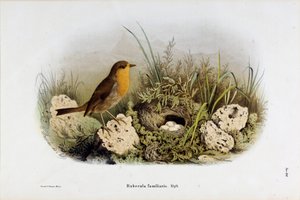 Afbeelding van roodborstje (Rubecula familiaris) (Chromolithografie) door Eugenio and Dressler Oscar  Bettoni