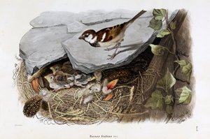 Voorstelling van de Cisalpijnse mus (Passer domesticus italiae of Italiaanse mus) (Chromolithografie) door Eugenio and Dressler Oscar  Bettoni