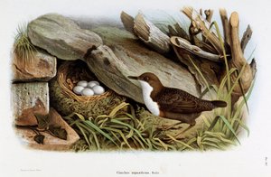 Afbeelding van de vogel Cincle duiker (Cinclus aquaticus) (Chromolithografie) door Eugenio and Dressler Oscar  Bettoni