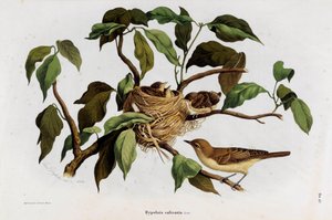Afbeelding van de vogel Hipolais salicaria Zanger (Chromolithografie)