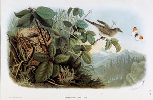Voorstelling van de snelle kip (Phyllopneuste rufa) (Tjiftjaf) (Chromolithografie) door Eugenio and Dressler Oscar  Bettoni