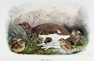Afbeelding van de patrijs (Patrijs of Lagopus mutus) (Chromolithografie)