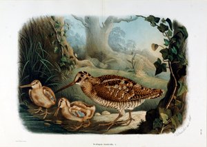 Afbeelding van de houtsnip (Scolopax rusticola) (Chromolithografie) door Eugenio and Dressler Oscar  Bettoni