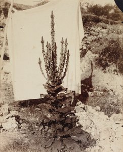 Toorts in bloei, ca. 1897-1899