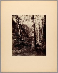 Saint-Cloud Park door Eugène Atget