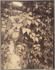 Vigne Vierge door Eugène Atget