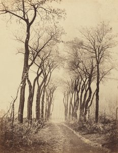 Weg en Bomen met Rijp