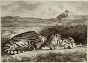 Koninklijke tijger