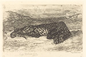 Tijger slapend in de woestijn