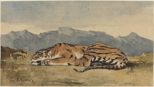 Tijger