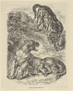 Tijgerin Aangevallen door een Tijger Terwijl ze haar Jong Zoogt