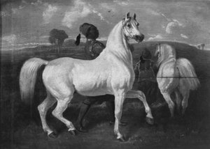 Arabische paarden, 19e eeuw