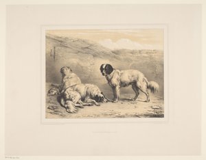 Drie honden door Eugène Verboeckhoven