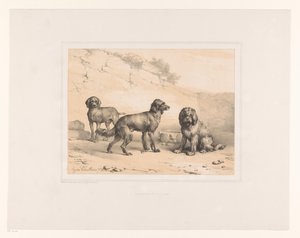 Drie honden door Eugène Verboeckhoven