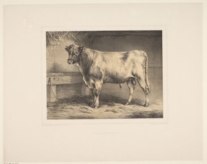 Stier