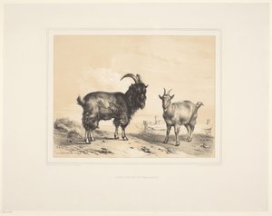 Twee geiten door Eugène Verboeckhoven