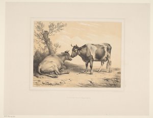 Twee koeien