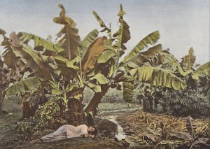 Bananenboom en maniok