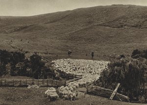 Nieuw-Zeeland, Schapen drijven door European Photographer