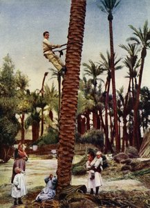 Palmboomgaarden van Elche (foto) door European Photographer