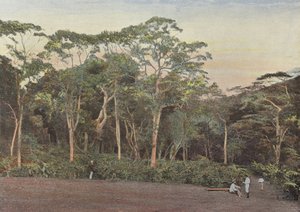 Koffieplantage onder Maoulis-bomen