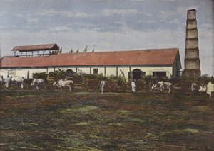 Oogst van suikerriet