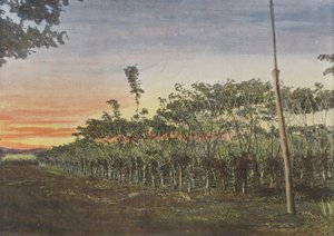 Vanilleplantage onder de acacia