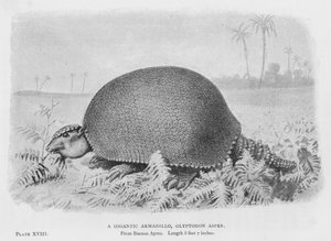 Een gigantische gordeldier, Glyptodon Asper