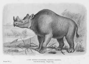Een nieuw uitgestorven viervoeter, Brontops Robustus