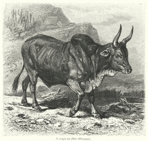 Een sanga-os, Bos africanus (gravure) door European School