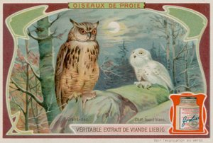Een Oehoe en een Witte Uil door European School