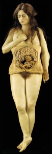 Anatomisch model van een ovariumzwangerschap