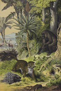 Dieren en planten van Equatoriaal-Guinea