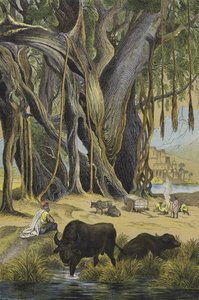 Dieren en planten van India