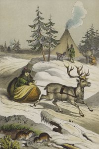 Dieren en planten van Lapland door European School