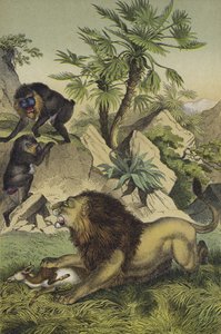 Dieren en planten van de bergbossen van de kust van West-Afrika (kleur litho) door European School