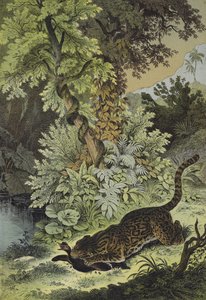 Dieren van Guiana door European School