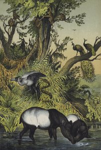 Dieren van Malakka en Sumatra door European School