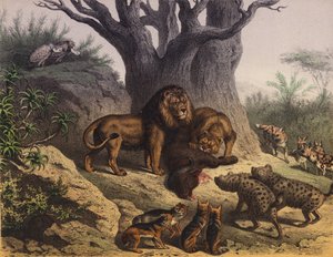 Dieren van de Kaap de Goede Hoop door European School