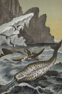 Dieren van de regio van de Noordpool door European School