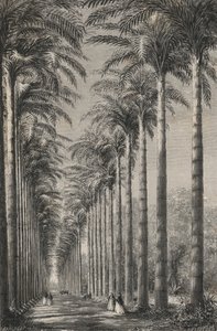 Avenue De Palmiers Dans Le Jardin Botanique De Rio-De-Janeiro (gravure) door European School