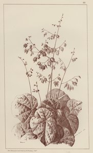 Bigonia (litho) door European School