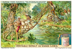 Brug gevormd door lianen over een rivier in het Braziliaanse regenwoud