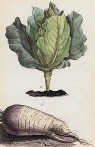 Kool en wortelgroenten (kleurenlitho)