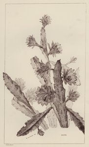 Cactus (litho)