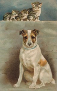 Katten die een hond observeren